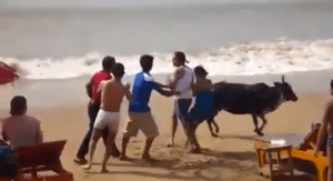 Foreign lady beaten moving cow spam
