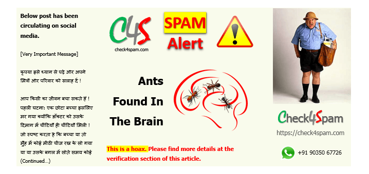 ants found brain spam