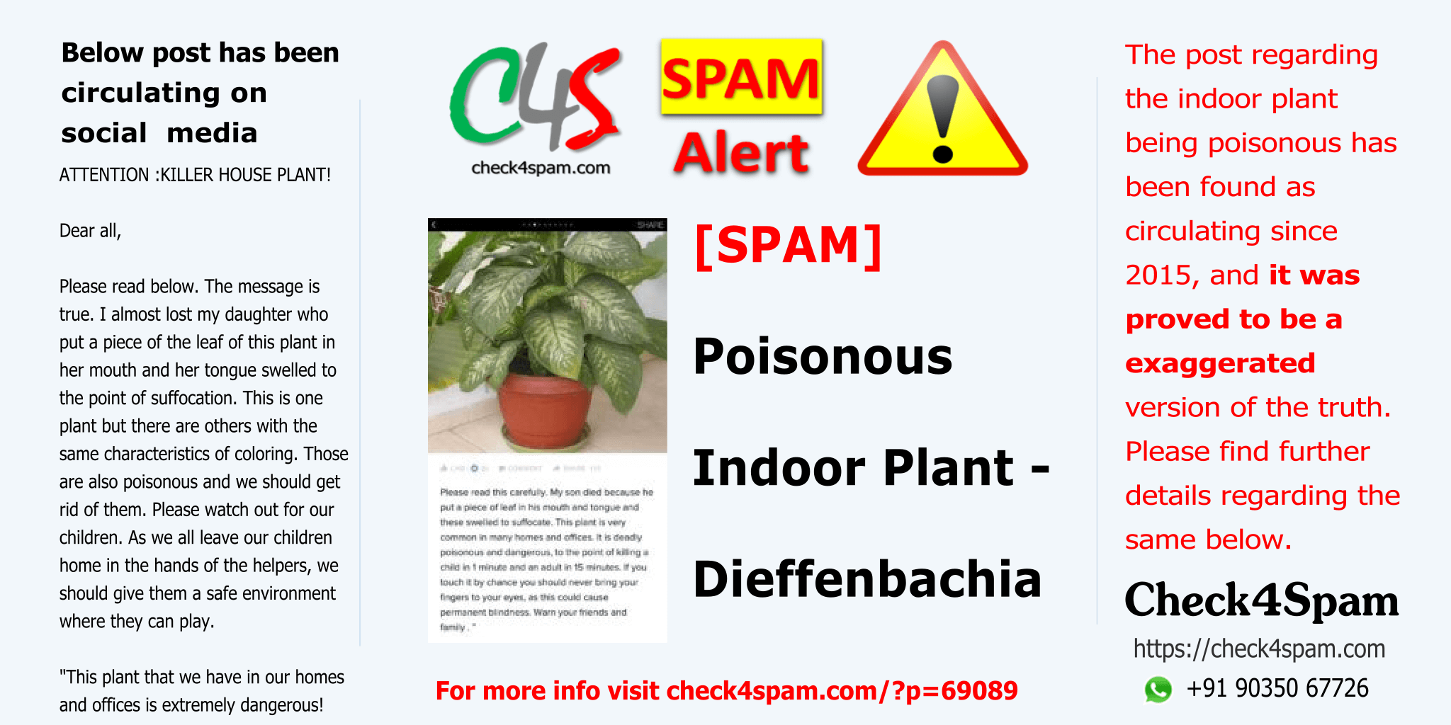 Dieffenbachia Poisonous Plant - SPAM