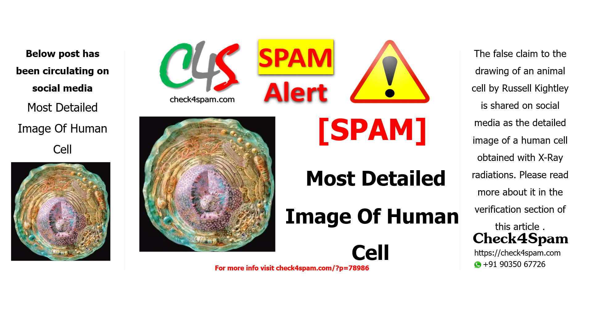 Most Detailed Image Of Human Cell